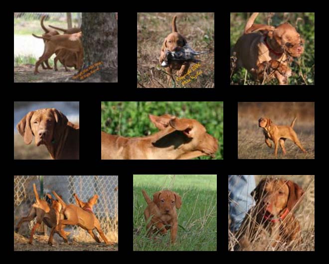 Photo collage of various Mira Vizslas